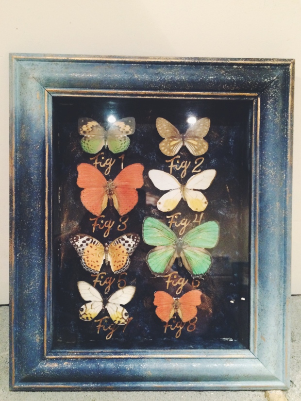 butterfly-specimen-box_28267461229_o